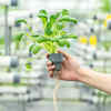 Air-purifying plants can be refreshing