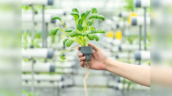 Air-purifying plants can be refreshing