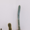 Article image for: No <i class="tbold">cactus</i> zone
