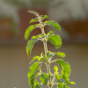 Article image for: <i class="tbold">tulsi plant</i> is a must