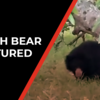 Article image for: Andhra Pradesh: Forest officials capture bear in Srikakulam district