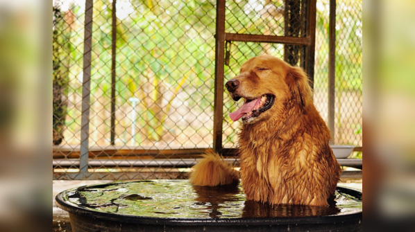Don'ts of taking care of your pup during summers