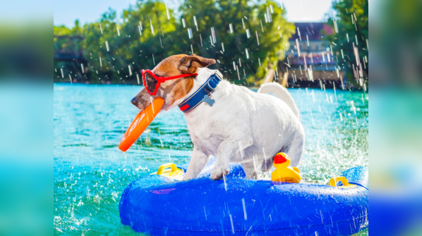Do’s of taking care of your pup during summers