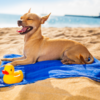 Leaving your dog alone in the car or pool area