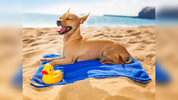 Leaving your dog alone in the car or pool area