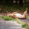 Not knowing the dog breeds which don’t do well in hot weather