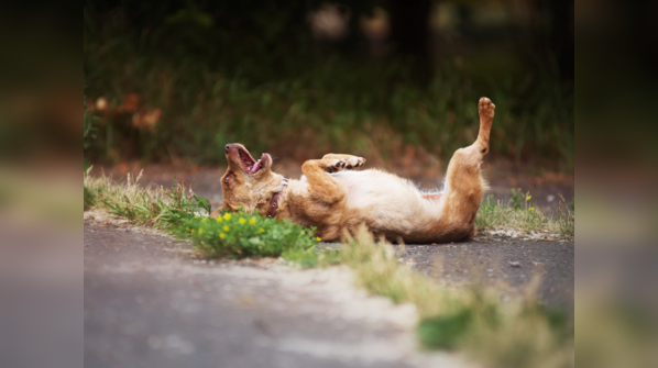 Not knowing the dog breeds which don’t do well in hot weather