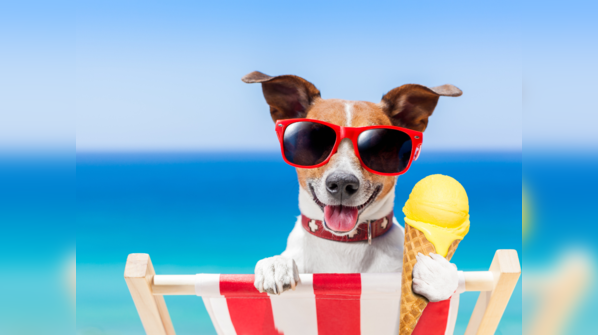 Let your furry friends have fun this summer!