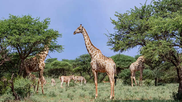 South Africa lifts COVID-19 rules including mask mandate and entry requirements