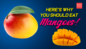 Here's Why You Should Eat Mangoes!