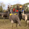 Ostrich attack