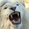 He would roar like a lion