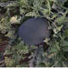 Black Watermelon