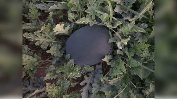 Black Watermelon