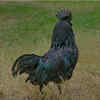 Ayam Cemani Black Chicken