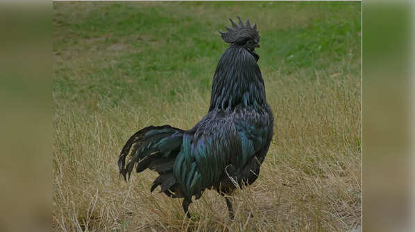 Ayam Cemani Black Chicken