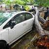 Navi Mumbai: A huge Gulmohar tree fell over vehicles outside Gulmohar society in Nerul sector-21 due to heavy rain