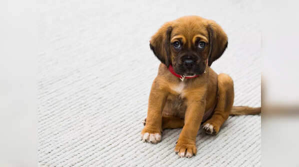 Deworm your pet and vaccinate them before the start of the rainy season