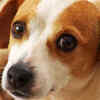 Keep their ears clean and be wary of infections