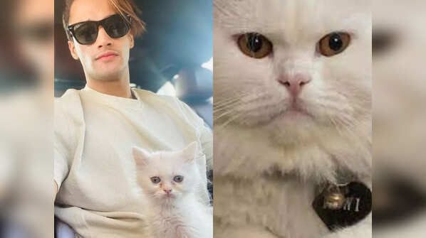 Animal lover
