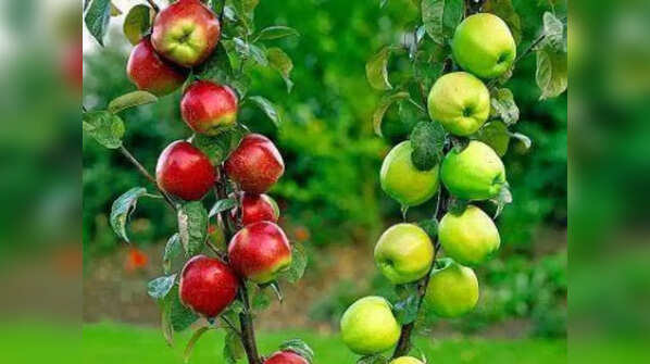 Types of fruit salad tree