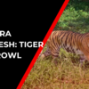 Article image for: Andhra Pradesh: Forest officials launch 'Operation Cage' to catch tiger on prowl