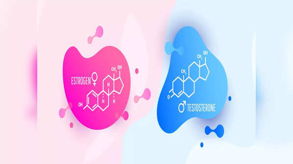 Estrogen vs testosterone