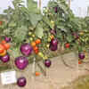 deer resistant plants Deer-Resistant Perennial Border Garden Plan