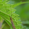 Article image for: Diverse sex roles of animals in mating and parenting