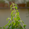 Tulsi (basil)