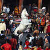 Gangaur celebration
