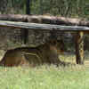 Lion under the Shade