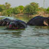 Elephant Village