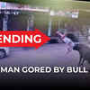 Article image for: On cam: Furious bull throws man in air in UP’s <i class="tbold">baghpat</i>