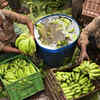 Banana Farming