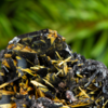 Article image for: <i class="tbold">hematite</i>