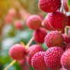 Lychee or Litchi