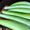 Article image for: <i class="tbold">bottle gourd</i> or Lauki
