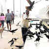 Crow feeding