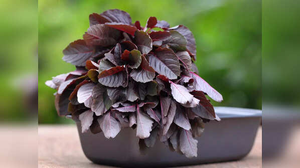 Red amaranth leaves (or lal math / Lal chaulai)