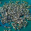 Sprouted moth beans