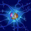 Compromised mitochondrial function