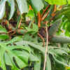 philodendron verrucosum ableger Philodendron verrucosum regular form (young plant) main image 1