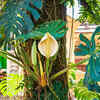 VIRAL: All you need to know about Monstera Deliciosa fruit, its benefits  and how to eat it