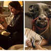 Possibility 5: Not a dog, it's a cow