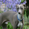 ​What are the symptoms seen in the pet dog?