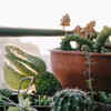 Article image for: <i class="tbold">cactus</i>