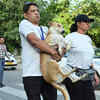 A combined force of NGOs is working to rescue dogs at the last moment before the Supertech Twin Towers demolition today