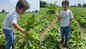 Kareena Kapoor Khan drops fresh pictures of son Taimur picking radishes from soil; fans shower love