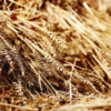 ​Wheat is equally bad